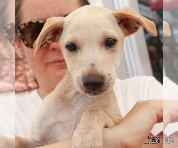 Medium Photo #4 Labrador Retriever-Unknown Mix Puppy For Sale in Washington, DC, USA