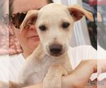 Small #3 Labrador Retriever Mix