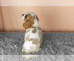 Small #9 Cavalier King Charles Spaniel