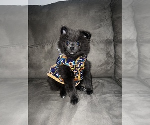 Pomeranian Puppy for sale in MILWAUKEE, WI, USA