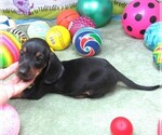 Small #6 Dachshund