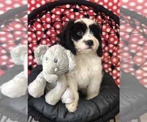 Cavapoo Puppy for sale in SYLMAR, CA, USA