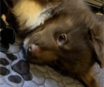Small Photo #26 Miniature American Shepherd Puppy For Sale in HURT, VA, USA