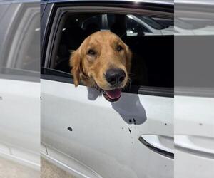 Golden Retriever Dogs for adoption in Fort Lauderdale, FL, USA