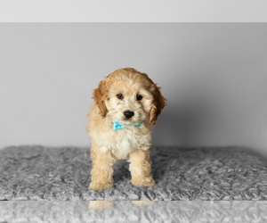 Cock-A-Poo-Poodle (Miniature) Mix Puppy for sale in SHIPSHEWANA, IN, USA