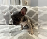 Small Photo #26 French Bulldog Puppy For Sale in MIDDLEBURY, IN, USA