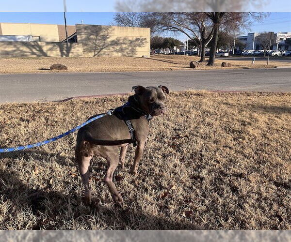 Medium Photo #3 Mutt Puppy For Sale in Plano, TX, USA