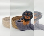 Small #4 Cavalier King Charles Spaniel