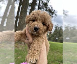 Bernedoodle (Miniature) Puppy for sale in OREGON CITY, OR, USA