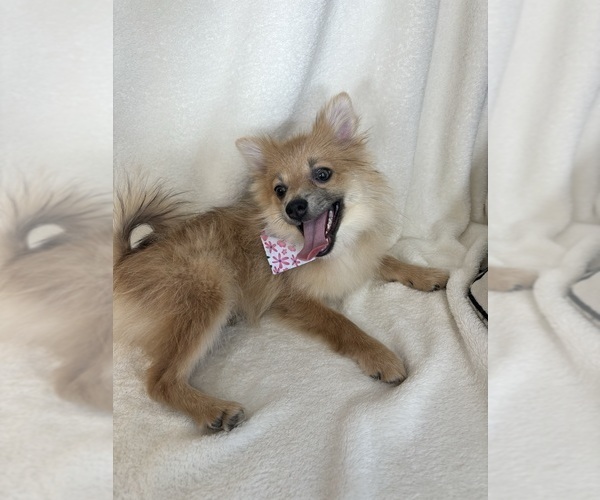 Medium Photo #4 Pomeranian Puppy For Sale in GREENFIELD, IN, USA