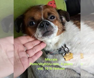 Shiranian Dogs for adoption in Evansville, IN, USA