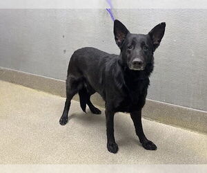 German Shepherd Dog-Unknown Mix Dogs for adoption in Las Vegas, NV, USA
