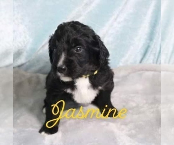 Medium Photo #1 Bernedoodle Puppy For Sale in ANDERSON, SC, USA