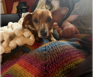 Chihuahua-Unknown Mix Dogs for adoption in Minneapolis, MN, USA