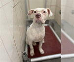 SATURN - Female American Pit Bull Terrier-Unknown Mix Dog for Adoption - Small photo