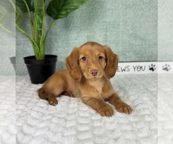 Medium Photo #2 Dachshund Puppy For Sale in FRANKLIN, IN, USA