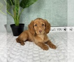 Small #1 Dachshund