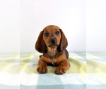 Small #5 Dorgi
