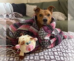 Small #4 Mutt