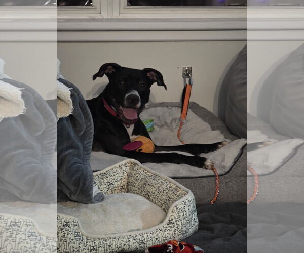Medium Photo #3 American Pit Bull Terrier-Labrador Retriever Mix Puppy For Sale in Princeton, MN, USA
