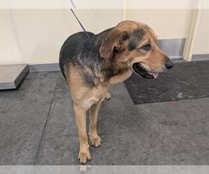 German Shepherd Dog Dogs for adoption in Orange, CA, USA