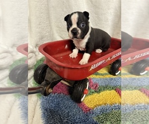 Boston Terrier Puppy for sale in FREDONIA, KS, USA