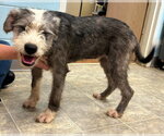 Small #1 Old English Sheepdog-Shih Tzu Mix