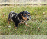 Small #2 Dachshund