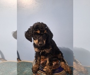 Poodle (Miniature) Puppy for sale in HOMERVILLE, GA, USA