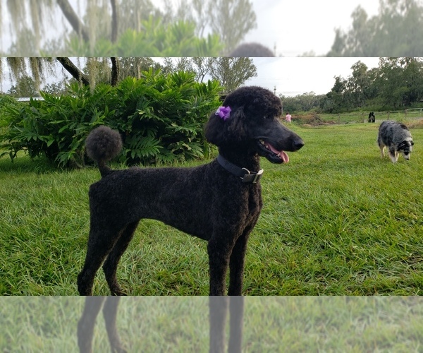 Medium Photo #1 Poodle (Standard) Puppy For Sale in LITHIA, FL, USA