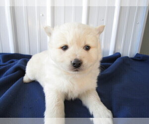 Pomsky Puppy for sale in JACKSON, MI, USA