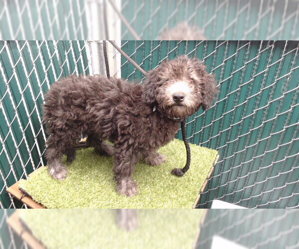 Medium Photo #1 Mutt Puppy For Sale in Downey, CA, USA