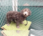PRINCE HARRY - Male Mutt Dog for Adoption - Small photo