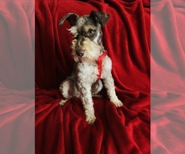 Medium Photo #1 Schnauzer (Miniature) Puppy For Sale in BRANON, NC, USA