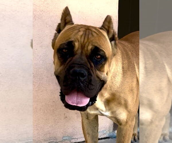 Medium Photo #3 Mutt Puppy For Sale in Goodyear, AZ, USA