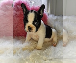 French Bulldog Puppy for sale in CARTHAGE, TX, USA