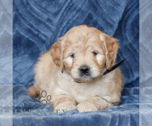 Medium Photo #1 Goldendoodle (Miniature) Puppy For Sale in NARVON, PA, USA