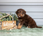 Small Photo #3 Bernedoodle-Labrador Retriever Mix Puppy For Sale in REED CITY, MI, USA