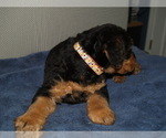 Small Photo #14 Airedale Terrier Puppy For Sale in CHARLESTOWN, IN, USA