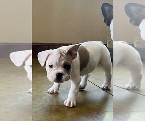 French Bulldog Puppy for sale in FRUITA, CO, USA