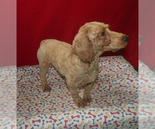 Medium Photo #4 Bichpoo Puppy For Sale in PATERSON, NJ, USA