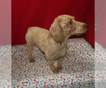 Small #3 Bichpoo