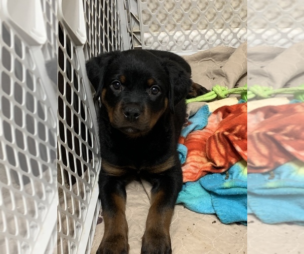 Medium Photo #1 Rottweiler Puppy For Sale in VIRGINIA BEACH, VA, USA