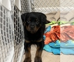 Small Photo #1 Rottweiler Puppy For Sale in VIRGINIA BEACH, VA, USA