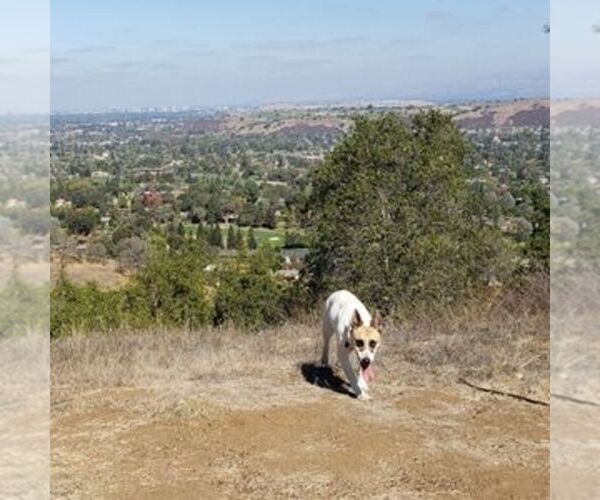 Medium Photo #3 Australian Cattle Dog Puppy For Sale in SAN JOSE, CA, USA