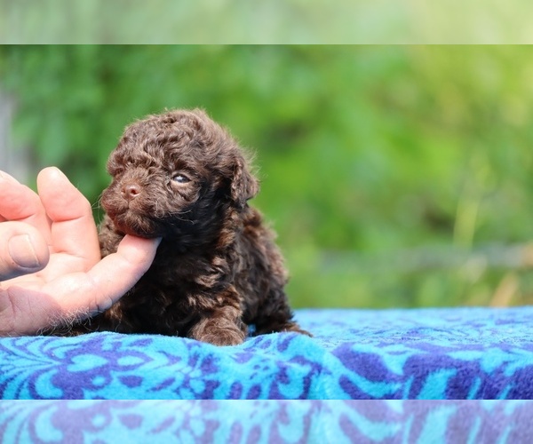 Medium Photo #12 Poodle (Toy) Puppy For Sale in DYERSBURG, TN, USA