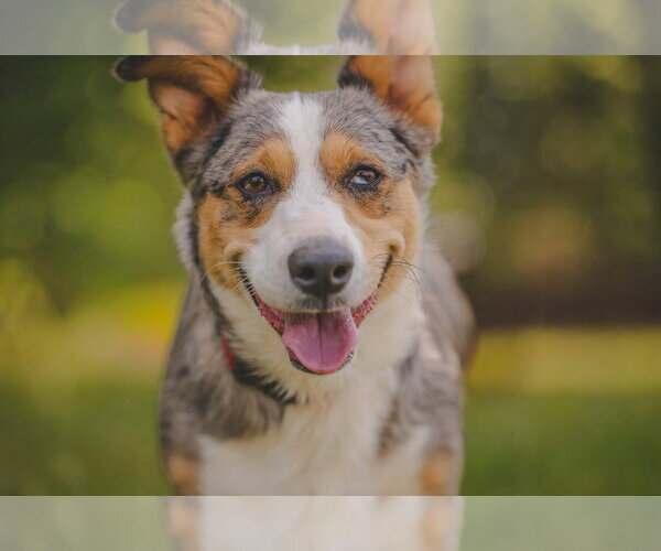 Medium Photo #5 Cardigan Welsh Corgi-Catahoula Leopard Dog Mix Puppy For Sale in Rustburg, VA, USA