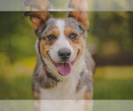 Small #4 Cardigan Welsh Corgi-Catahoula Leopard Dog Mix