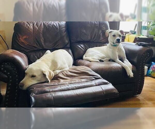 Medium Photo #32 Boxador Puppy For Sale in Princeton, MN, USA