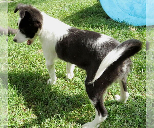 Medium Photo #2 Mutt Puppy For Sale in Grovertown, IN, USA